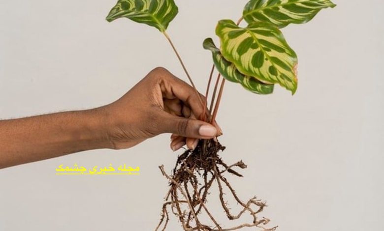 دارچین ادویه ای مفید برای گیاهان آپارتمانی