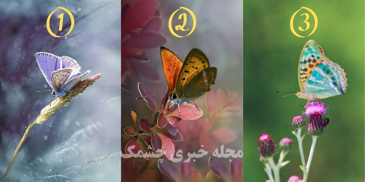 تست شخصیت با انتخاب پروانه
