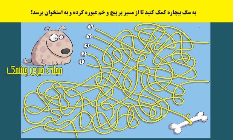 سوال تصویری شناسایی مسیر برای سگ