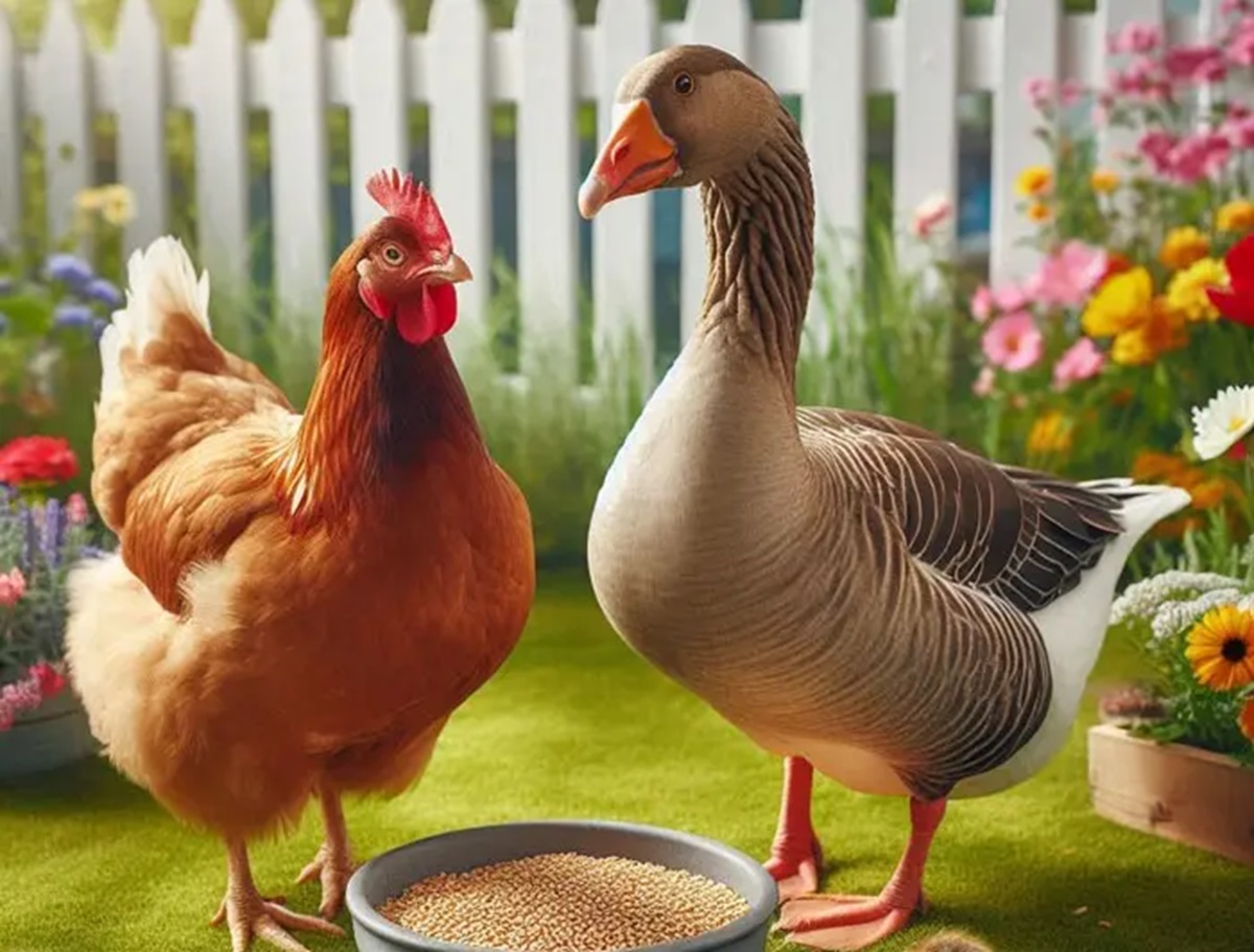 مرغ همسایه غاز است