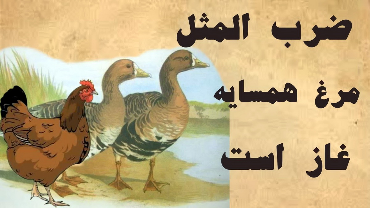 اصطلاح مرغ همسایه غاز است