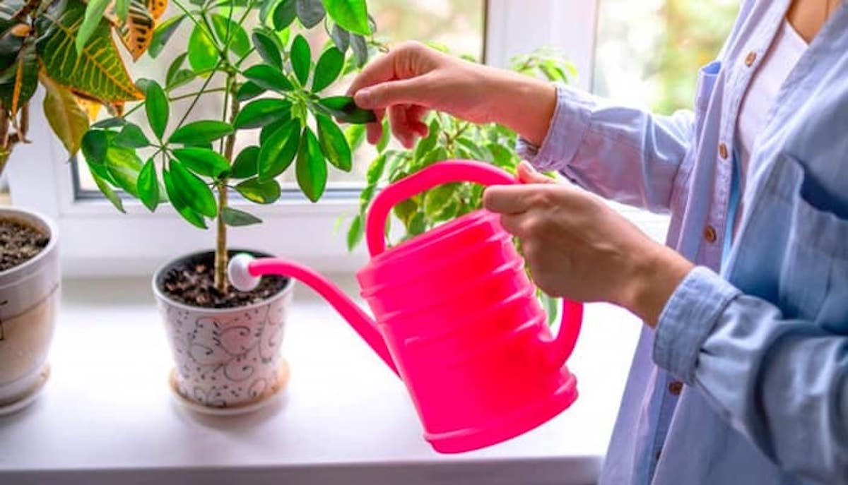 اشتباهات رایج در مراقبت از گیاهان آپارتمانی