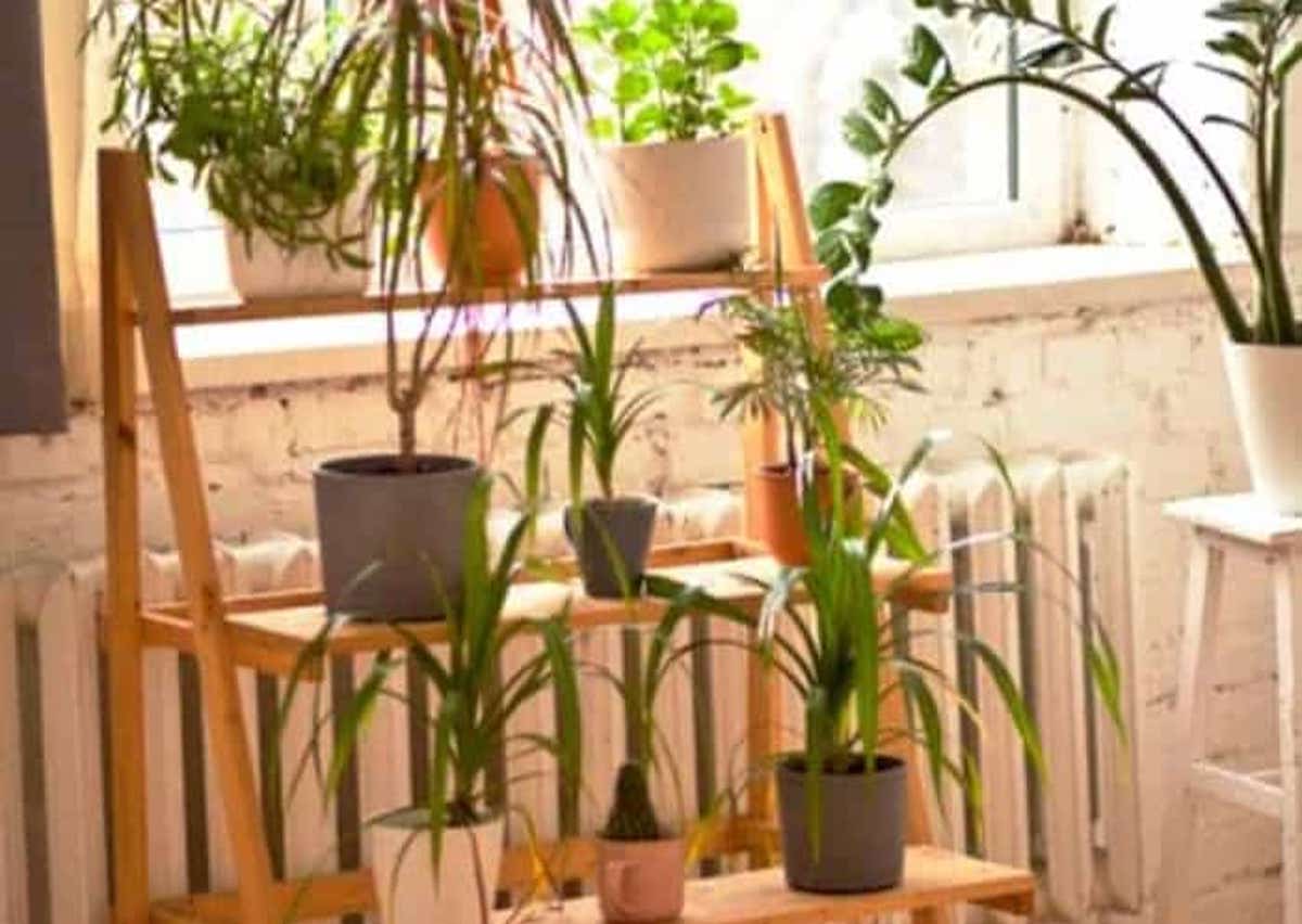 اشتباهات رایج در مراقبت از گیاهان آپارتمانی