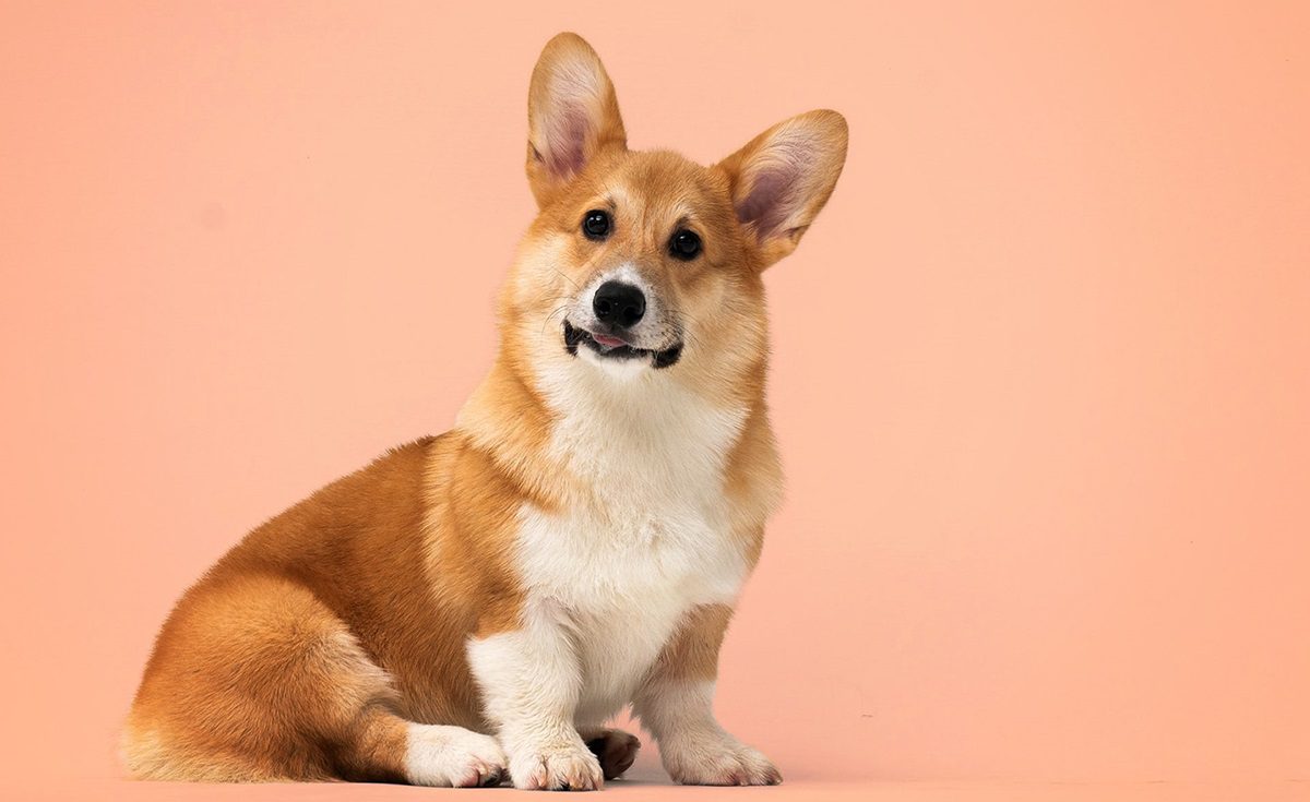 خوردن گوشت سگ