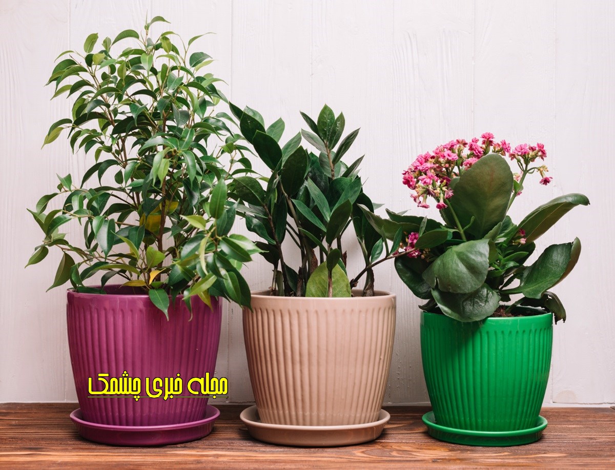 گیاهان آپارتمانی مفید