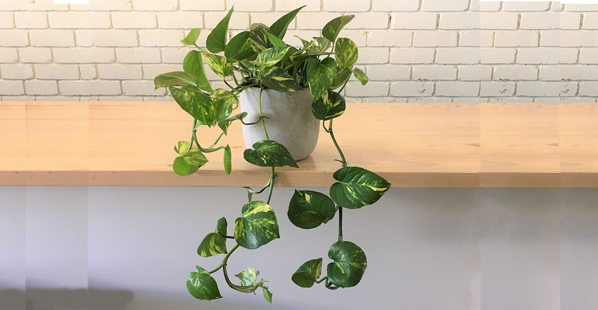 گیاهان آپارتمانی مفید