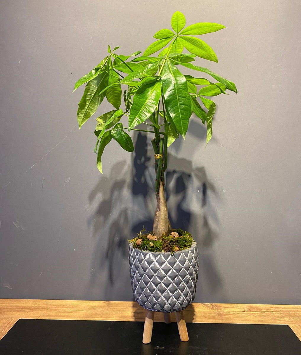 گیاهان آپارتمانی مفید