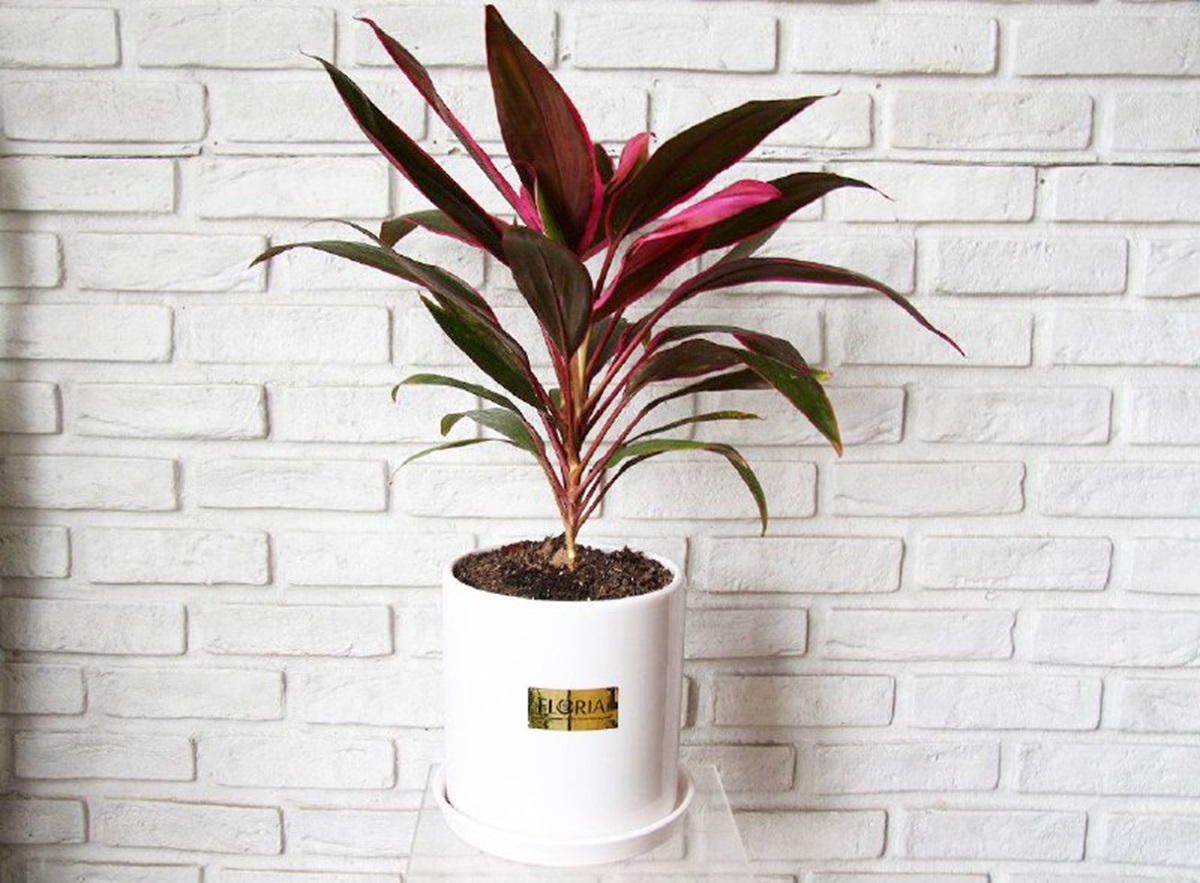 گیاهان آپارتمانی مفید