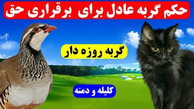 حکایت قضاوت گربه روزه دار