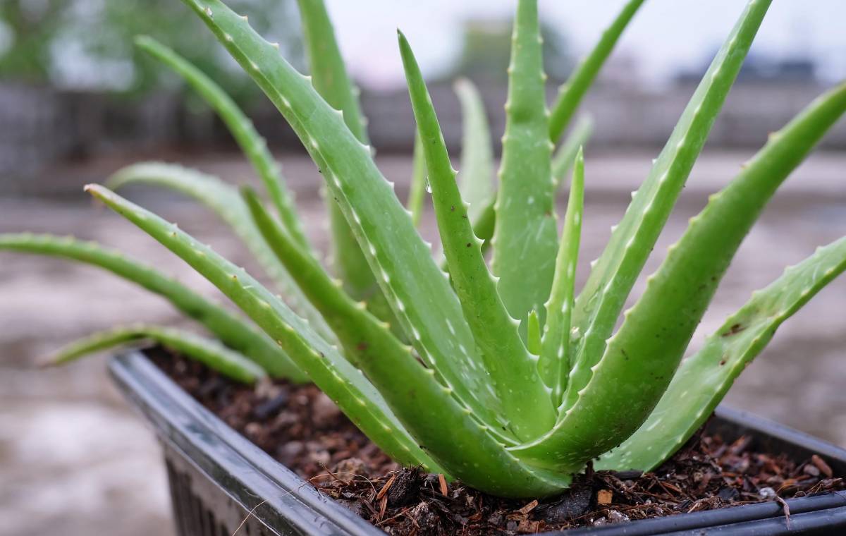 اصول مراقبت از گیاه آلوئه ورا