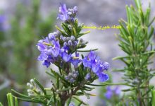 کاشت و نگهداری گیاه رزماری در خانه