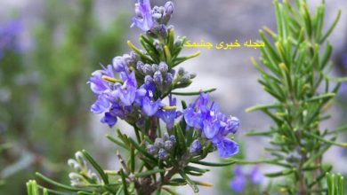 کاشت و نگهداری گیاه رزماری در خانه