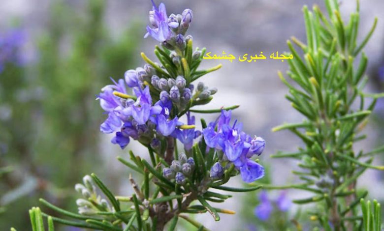 کاشت و نگهداری گیاه رزماری در خانه