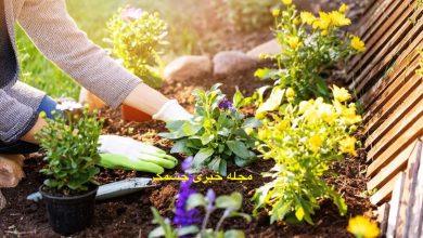 آماده‌ سازی گیاهان برای زمستان