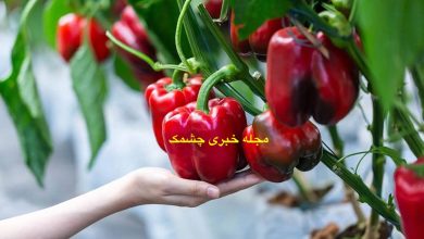 کاشت فلفل دلمه‌ای در خانه