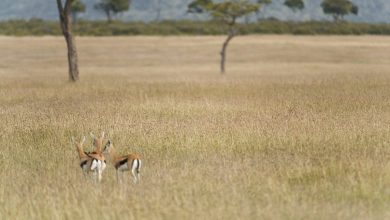 آزمون شناسایی پلنک در کمین غزال ها