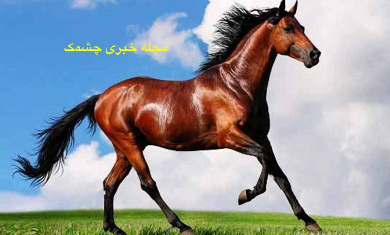 تعبیر خواب اسب