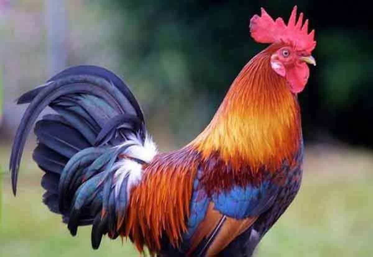 تعبیر خواب خروس