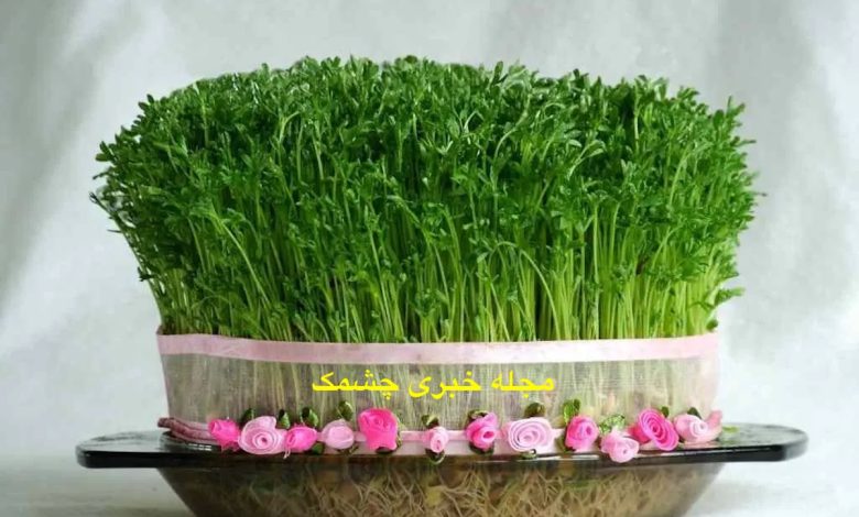 کاشت سبزه سیاه دانه برای عید