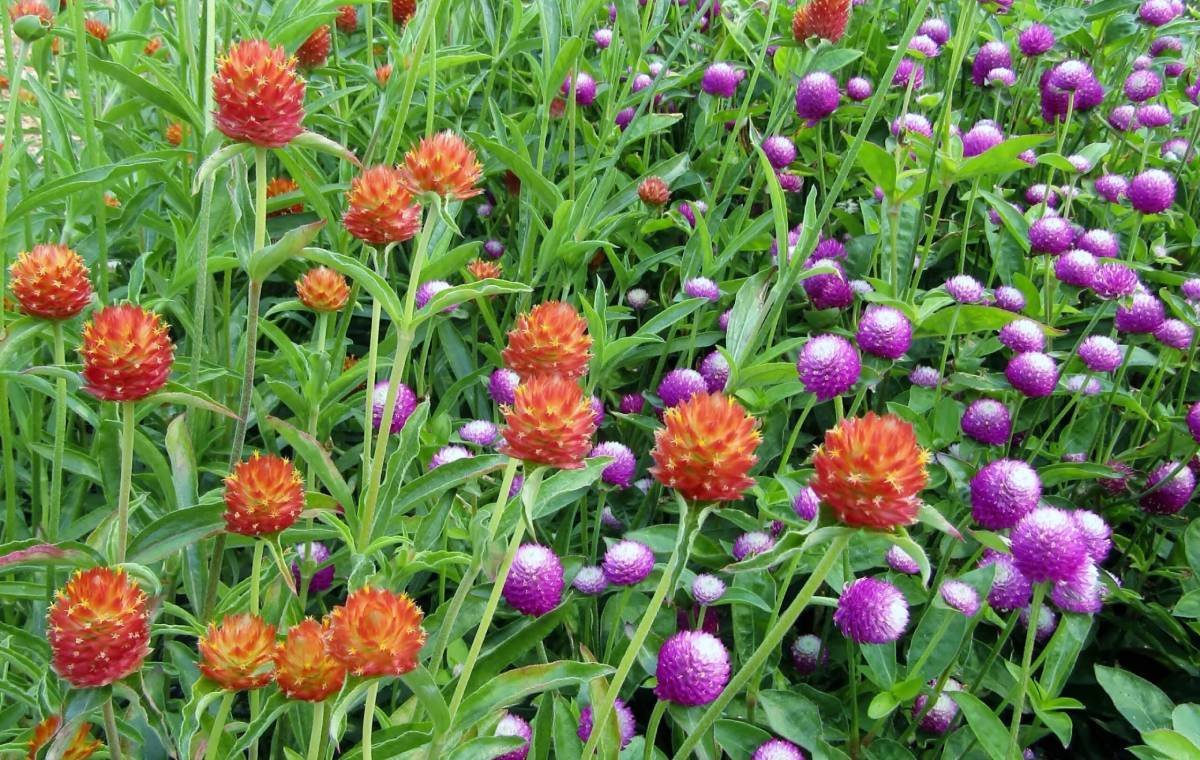 کاشت گیاهان بهاری