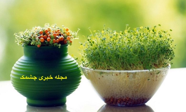  کاشت سبزه عید با عدس