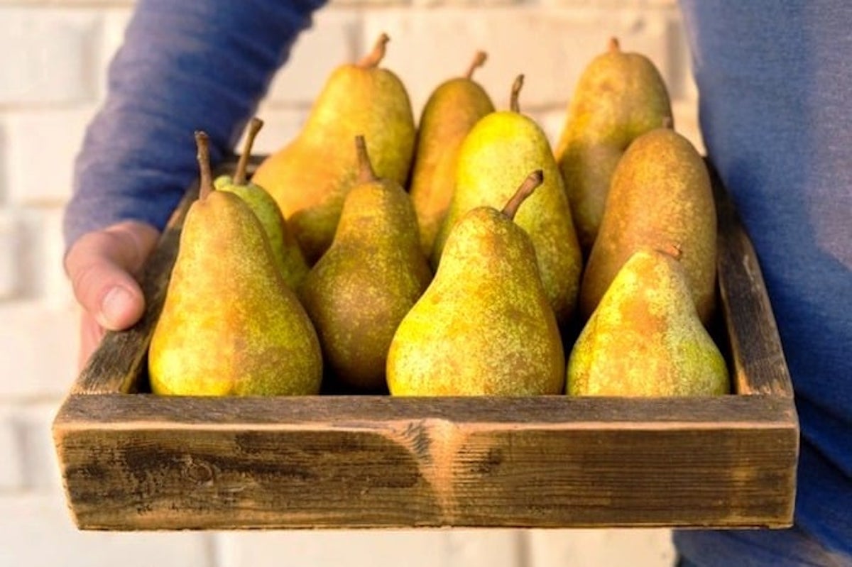 نگهداری سیب زمینی