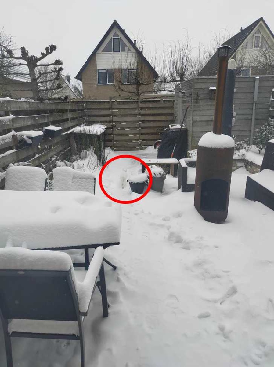 تست قدرت دید گربه در برف