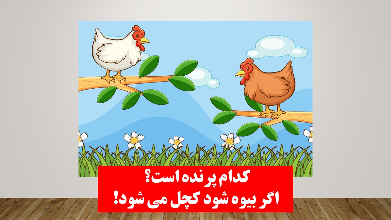 چیستان پرنده بیوه