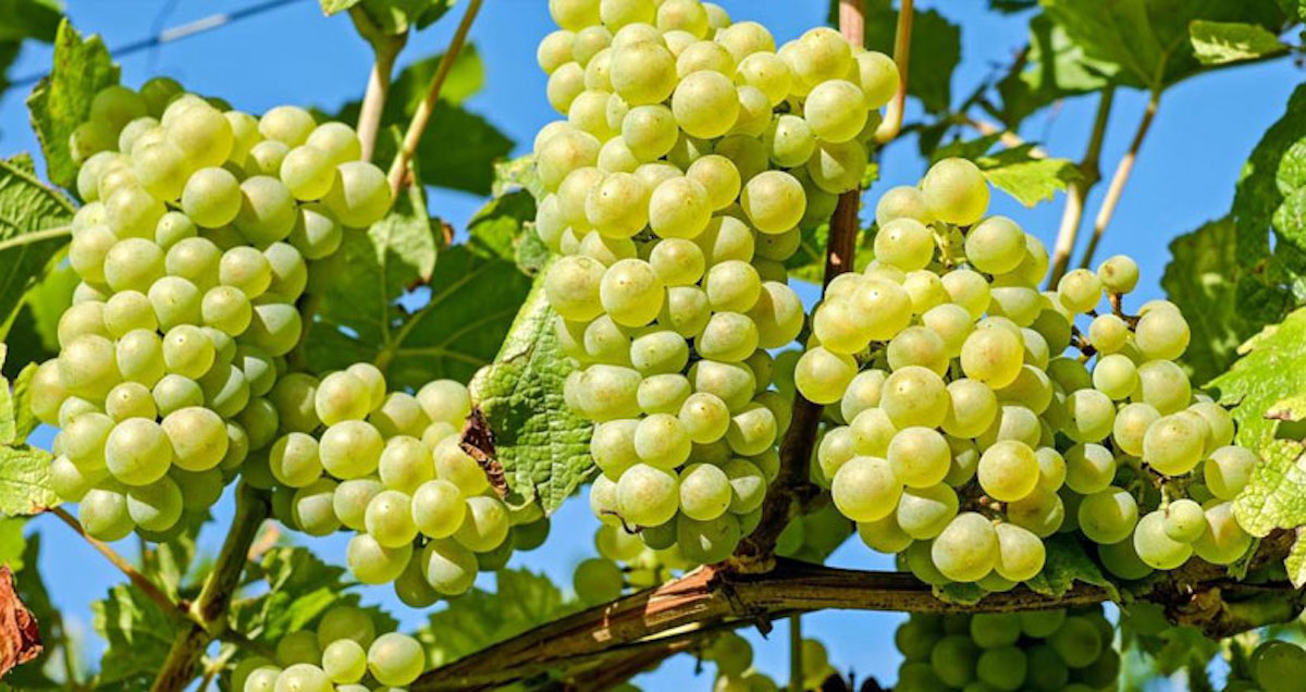 بهترین میوه برای کاهش وزن