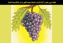 آزمون شناسایی اشتباه خوشه انگور
