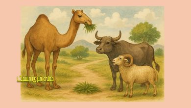 شتر و گاو و قوچ و يك دسته علف