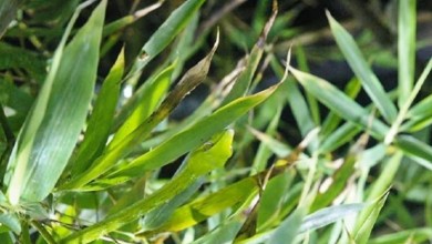 آزمون دید با شناسایی مار