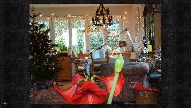 آزمون قدرت دید با گربه های تصاویر