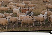 عادت های صبحگاهی برای کاهش وزن که موثر بوده و در بلند مدت تناسب اندام را به شما هدیه می دهد! آزمون قدرت دید با گرگ میان گوسفندها