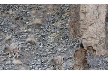 آزمون تصویری پلنگ در کمین صید