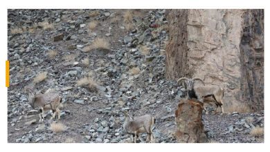 آزمون تصویری پلنگ در کمین صید