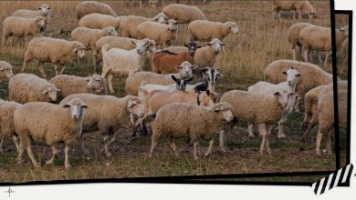 آزمون قدرت دید با گرگ میان گوسفندها