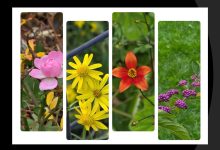 تست شخصیت براساس انتخاب گل زیباتر