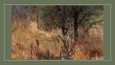 تست قدرت ذهن با استتار