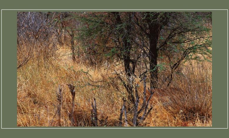 تست قدرت ذهن با استتار