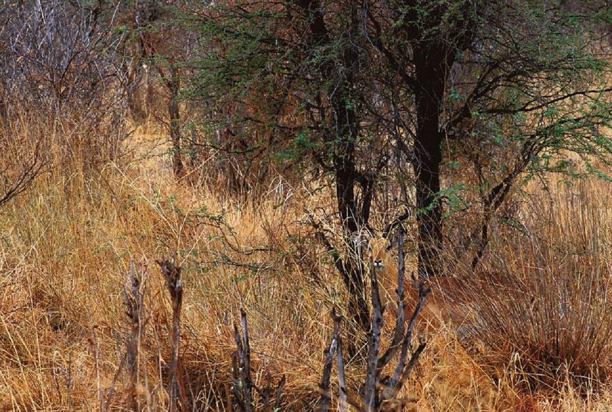 تست قدرت ذهن با استتار