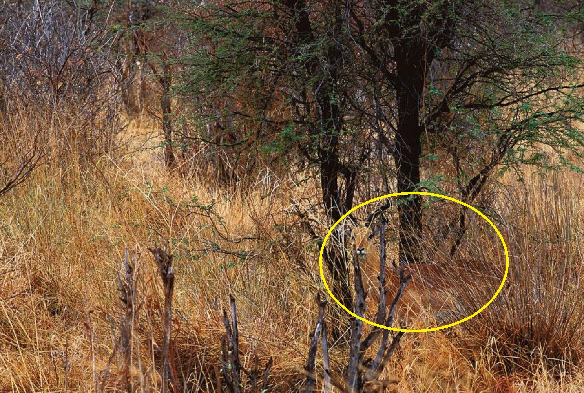 تست قدرت ذهن با استتار