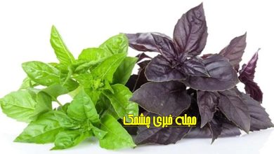 خواص ریحان سبز و قرمز