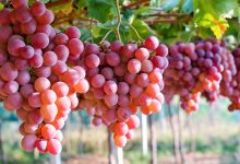 خواص میوه های پاییزی