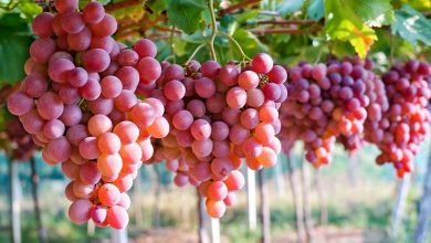 خواص میوه های پاییزی