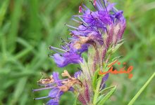 خواص گیاه زوفا