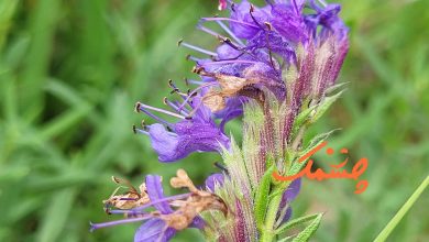 خواص گیاه زوفا