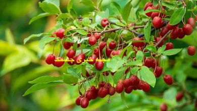 نحوه نگهداری از زرشک خشک و تازه