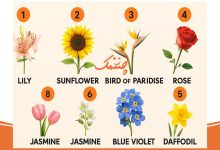 عادت های صبحگاهی برای کاهش وزن که موثر بوده و در بلند مدت تناسب اندام را به شما هدیه می دهد! تست شخصیت روابط عاشقانه