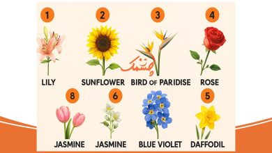 تست شخصیت روابط عاشقانه